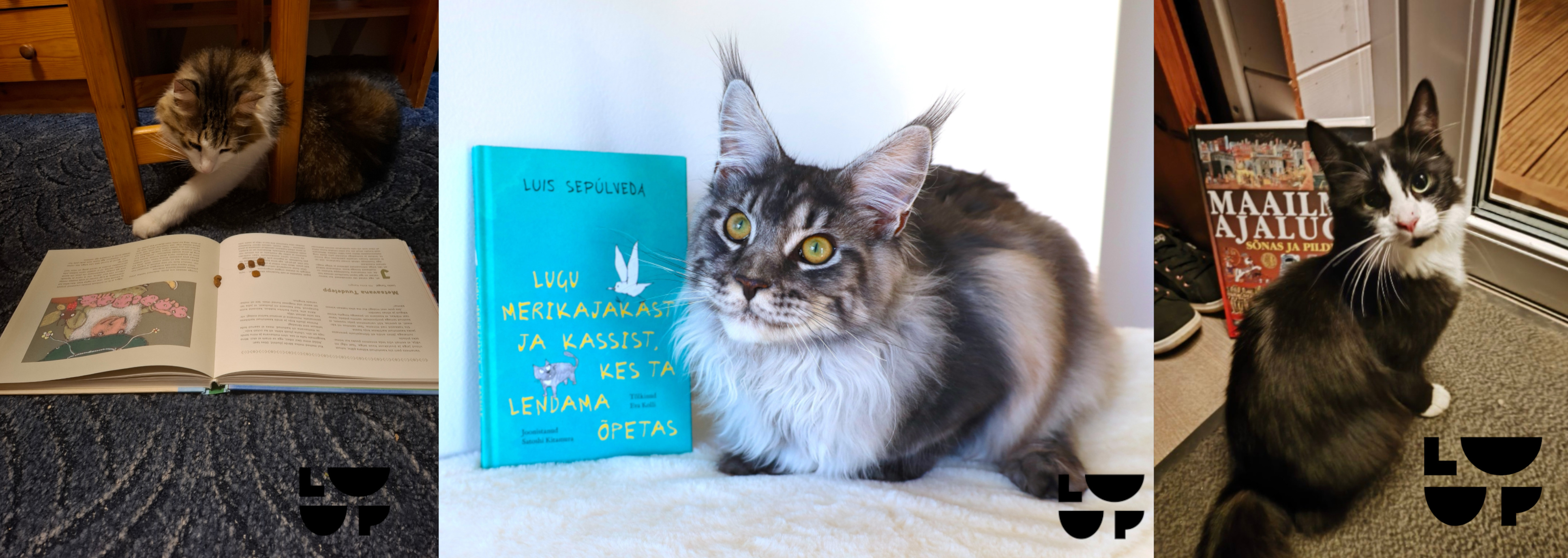 Fotokonkurss: Kass ja raamat